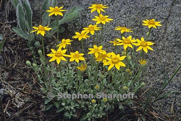 eriophyllum lanatum 1 graphic